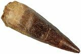 Fossil Spinosaurus Tooth - Real Dinosaur Tooth #311282-1